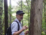 Visite d'une cédrière humide. - Photo : Carole Beauchesne