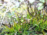Phaeoceros laevis subsp. carolinianus. - Photo : Michel Lamond