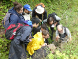 Rassemblement autour d'une espèce d'hépatique d'intérêt. - Photo : Carole Beauchesne