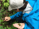 À la recherche de bryophytes pour rapporter au laboratoire. - Photo : Carole Beauchesne