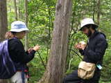Récoltes dans la cédrière humide. - Photo : Carole Beauchesne