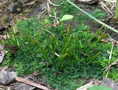 Les anthocérotes sont des vedettes de la Formation Kucyniak. - Photo : Séléna Bergeron