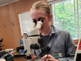 Travail d'identification en laboratoire. - Photo : Carole Beauchesne