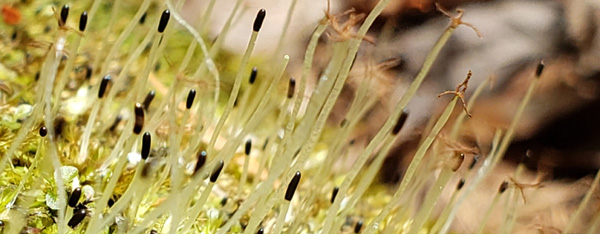 Soies hyalines d'hépatiques - Photo : Carole Beauchesne