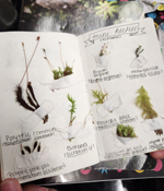 Mini herbier confectionné par une des participantes. - Photo : Carole Beauchesne