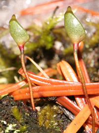 Buxbaumia aphylla