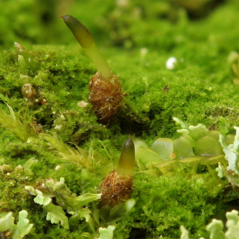 Buxbaumia aphylla