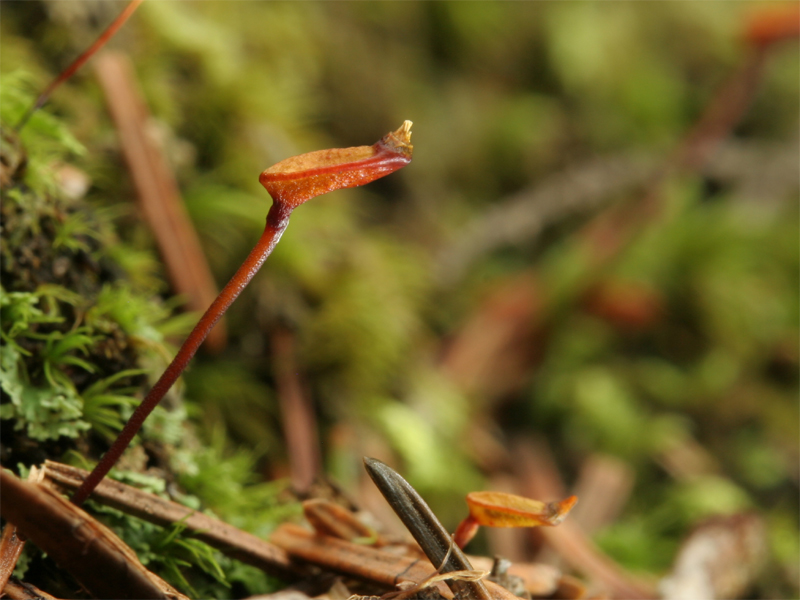 Buxbaumia aphylla