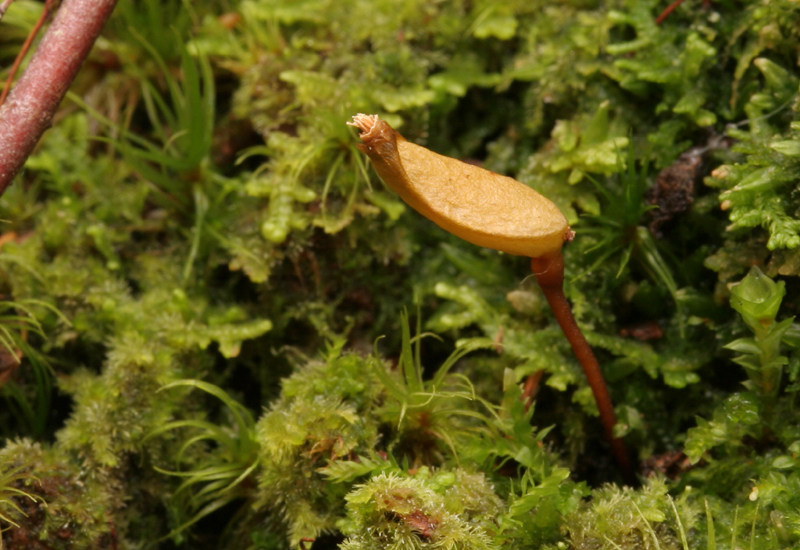 Buxbaumia piperi