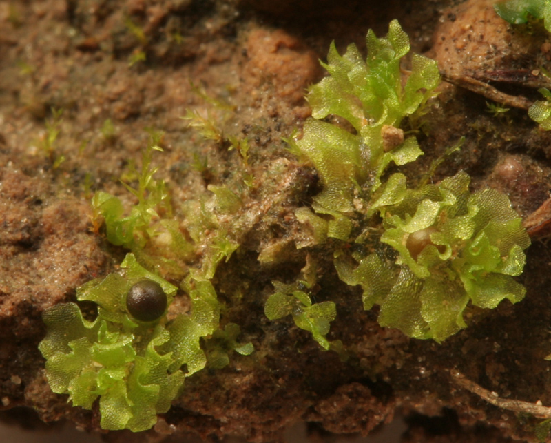 Fossombronia wondraczekii