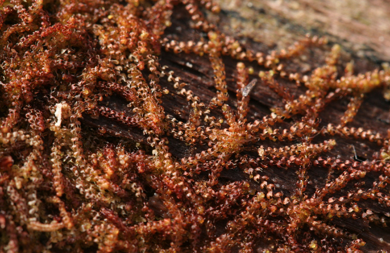 Nowellia curvifolia