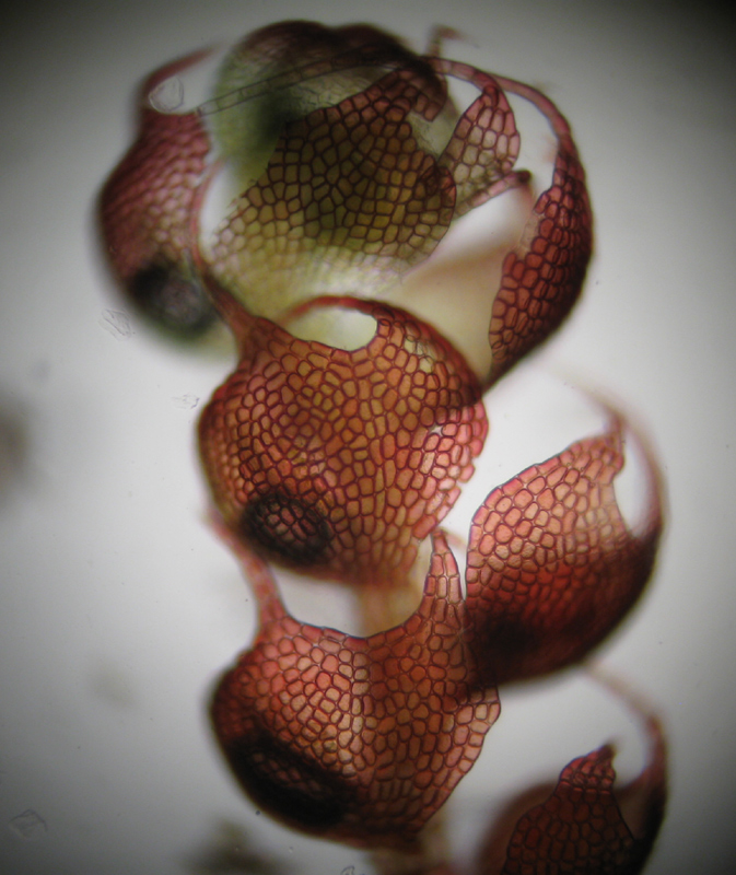 Nowellia curvifolia