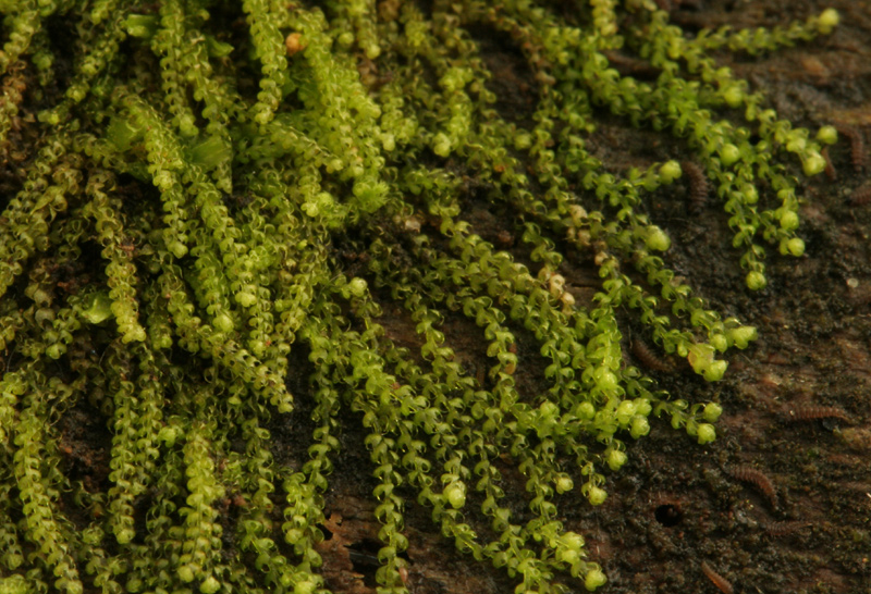 Nowellia curvifolia