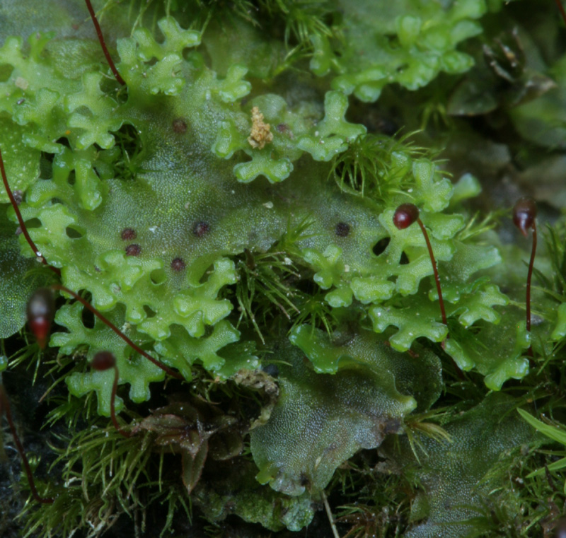 Apopellia endiviifolia