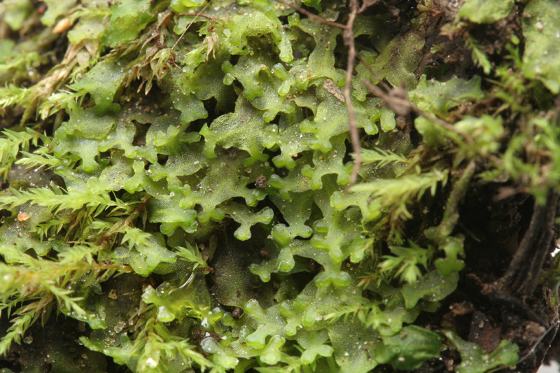 Apopellia endiviifolia