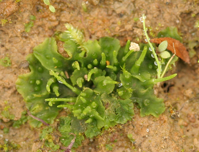 Phaeoceros carolinianus