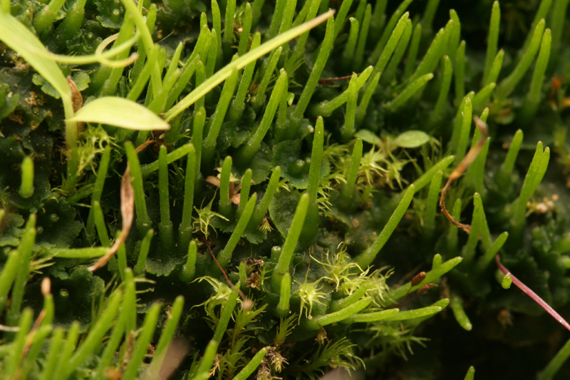 Phaeoceros carolinianus