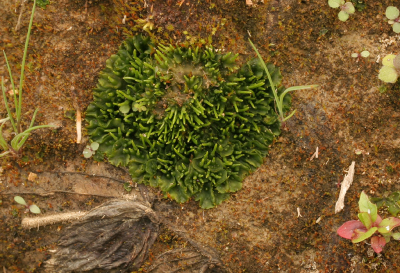 Phaeoceros carolinianus