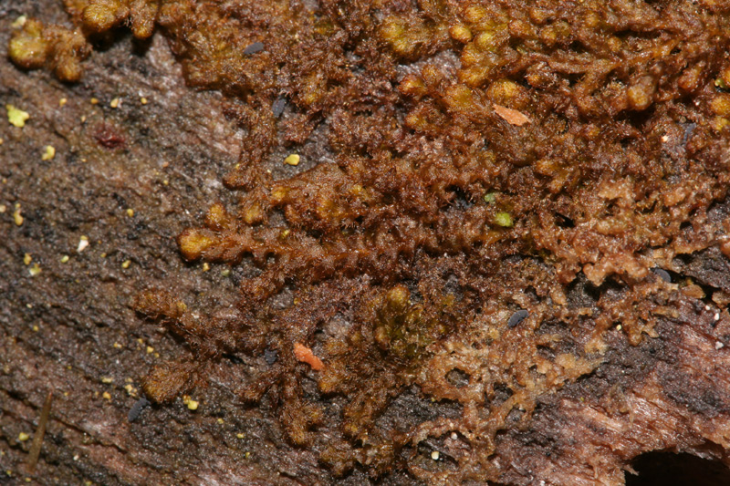 Ptilidium pulcherrimum