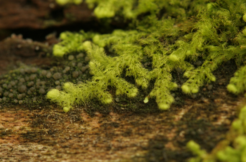 Ptilidium pulcherrimum