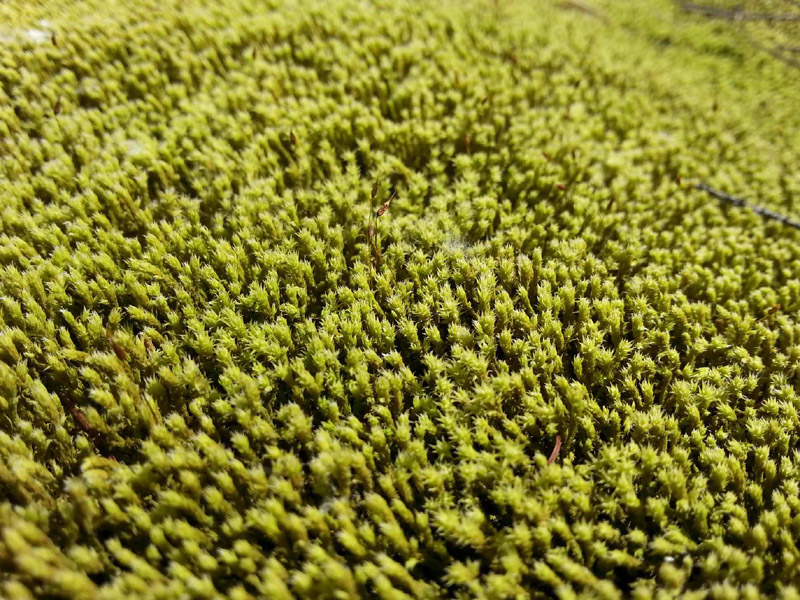 Racomitrium canescens subsp. canescens