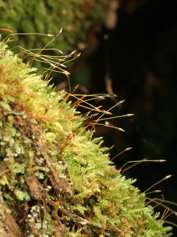 Tetraphis geniculata