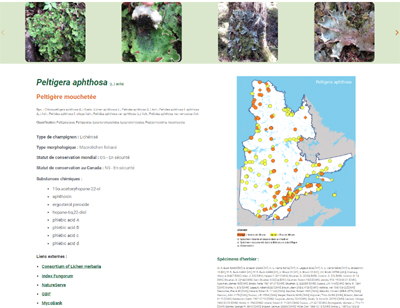 Site Web Lichens.Québec