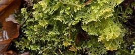 Trichocolea tomentella - Photo : Mélodie Paquet. - Photo : Maxime Pothier.