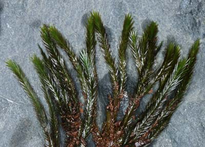 Fissidens grandifrons