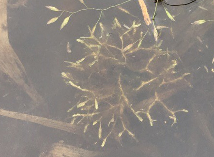 Riccia fluitans