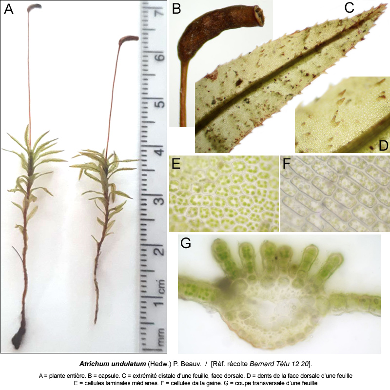 Atrichum undulatum