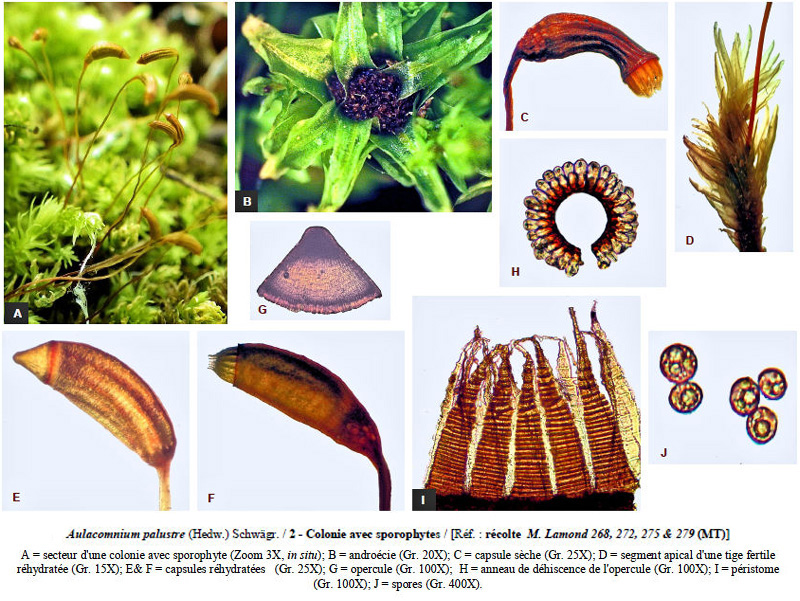 Aulacomnium palustre