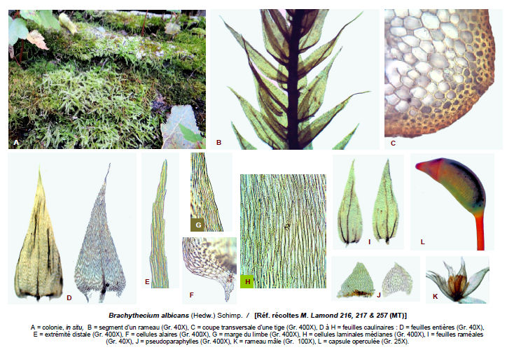 Brachythecium albicans