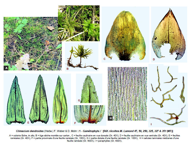 Climacium dendroides