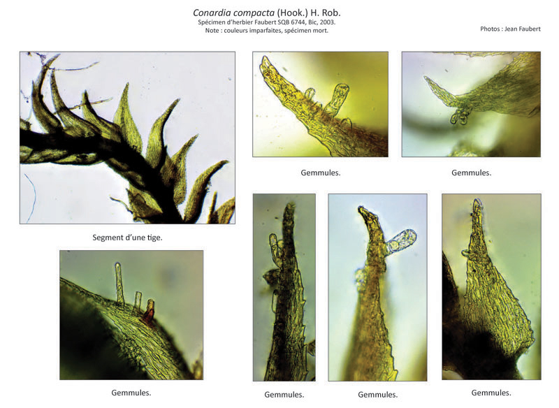 Conardia compacta