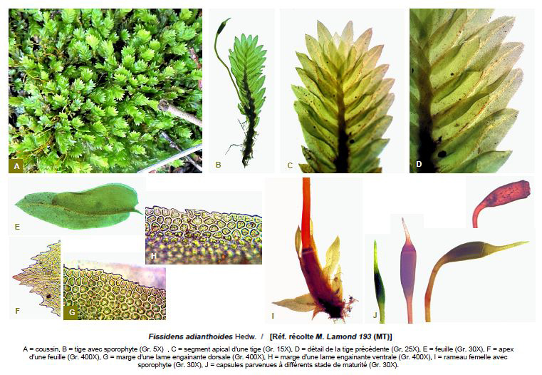 Fissidens adianthoides