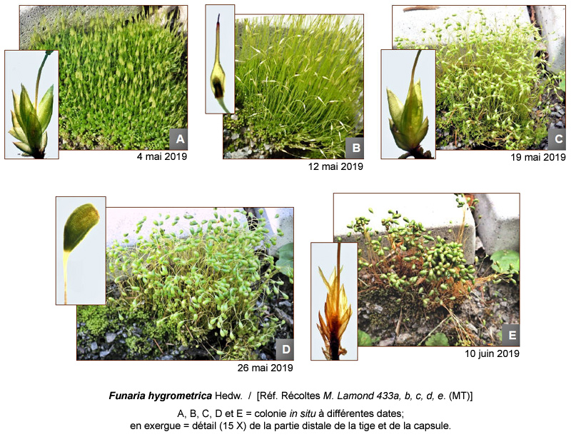 Funaria hygrometrica