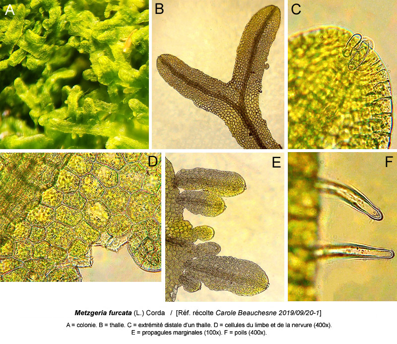 Metzgeria furcata