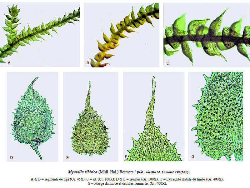 Myurella sibirica