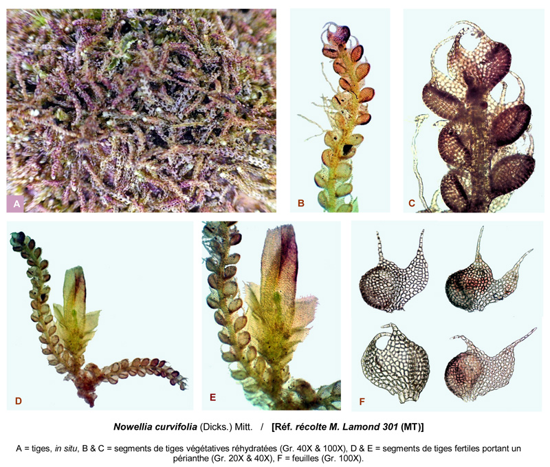 Nowellia curvifolia