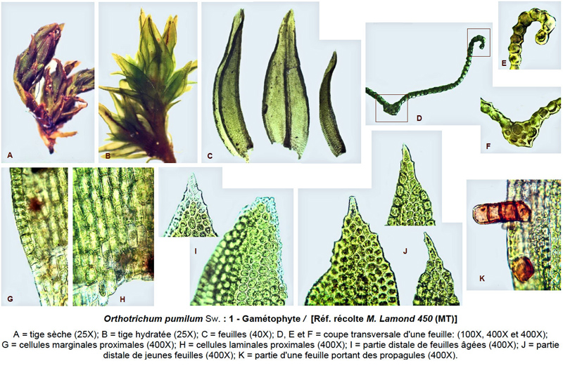Orthotrichum pumilum