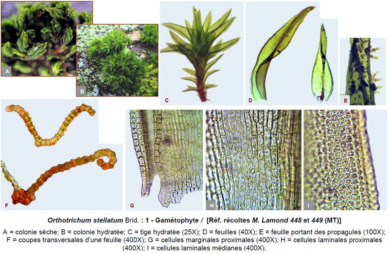 Orthotrichum stellatum