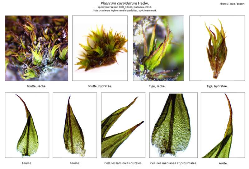 Phascum cuspidatum