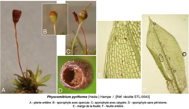 Physcomitrium pyriforme