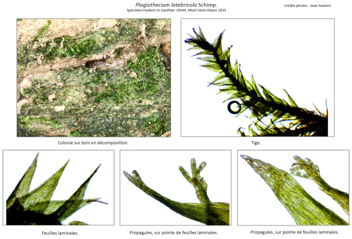 Plagiothecium latebricola
