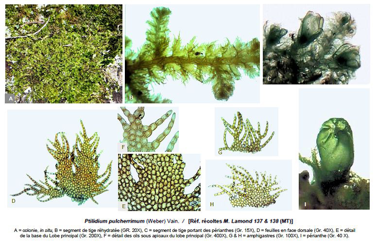 Ptilidium pulcherrimum