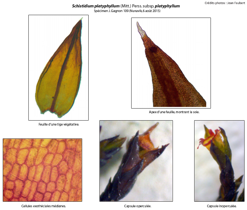 Schistidium platyphyllum subsp. platyphyllum