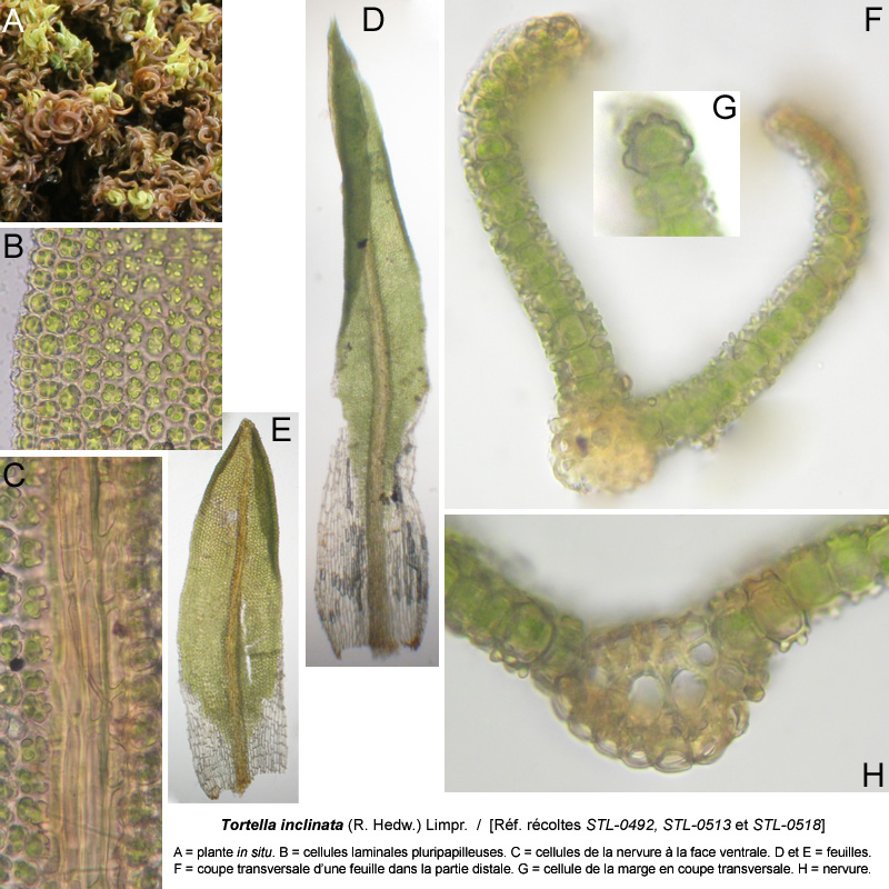 Tortella inclinata